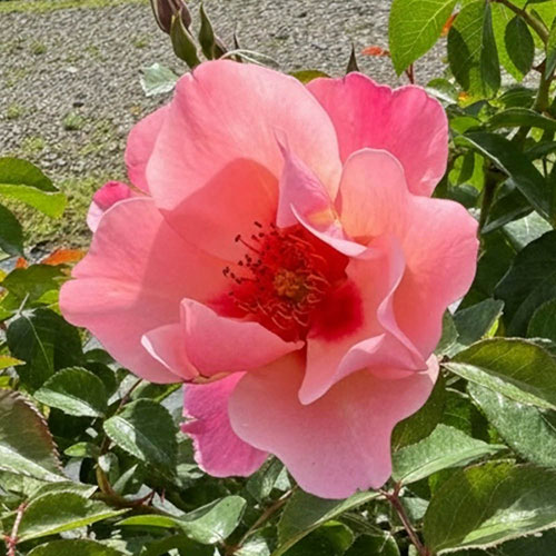 Gift Wrapped Harkness Rose Parkinsons Resilience