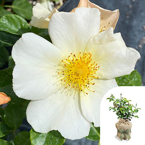 Gift Wrapped Harkness Rose Simple Yellow �