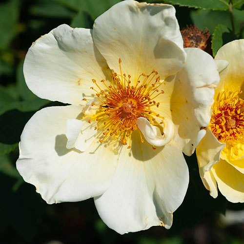 Gift Wrapped Harkness Rose Simple Yellow �