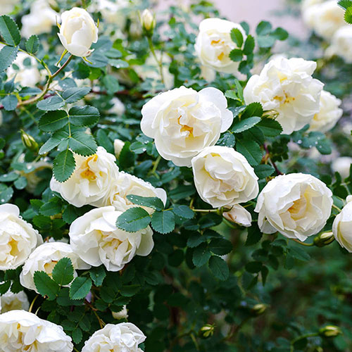 Gift Wrapped Harkness Rose Snowcap