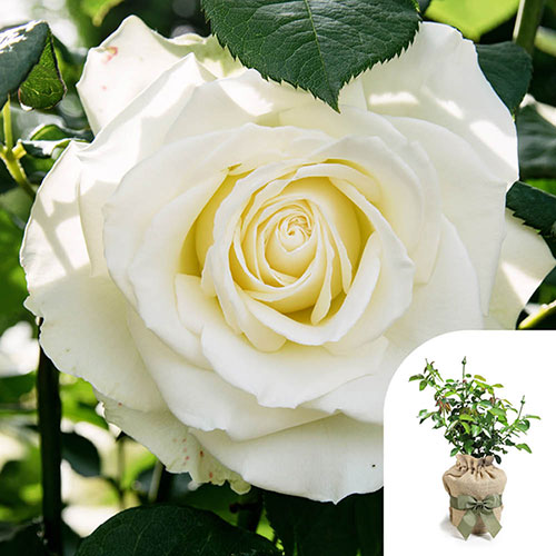 Gift Wrapped Harkness Rose White Patio