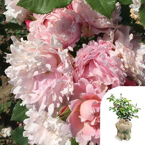 Gift Wrapped Rose Sophie Rochas