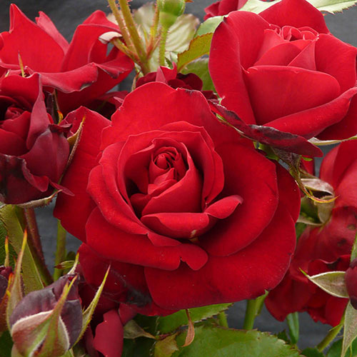 Gift Wrapped Harkness Rose Spirit of Britain �