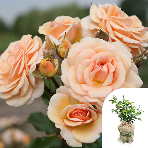 Gift Wrapped Rose Sweet Honey