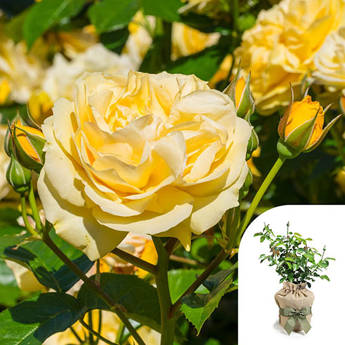 Gift Wrapped Rose Sweet Memories