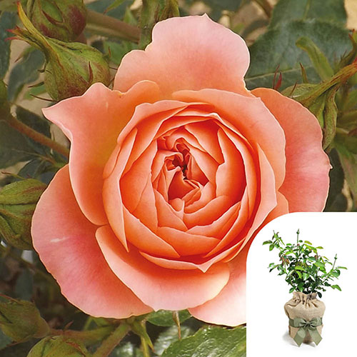 Gift Wrapped Harkness Rose Sweet Wonder