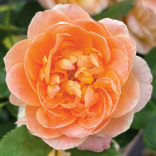 Gift Wrapped Harkness Rose Sweet Wonder