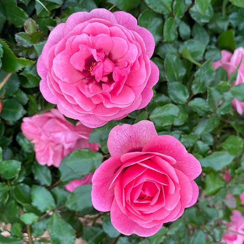 Gift Wrapped Harkness Rose Special Grandma ™ Gift Wrapped Harkness Rose Special Grandma ™