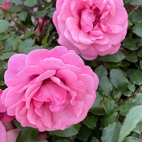 Gift Wrapped Harkness Rose Special Grandma ™ Gift Wrapped Harkness Rose Special Grandma ™