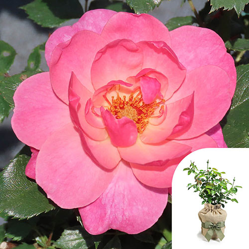 Gift Wrapped Harkness Rose The Eve