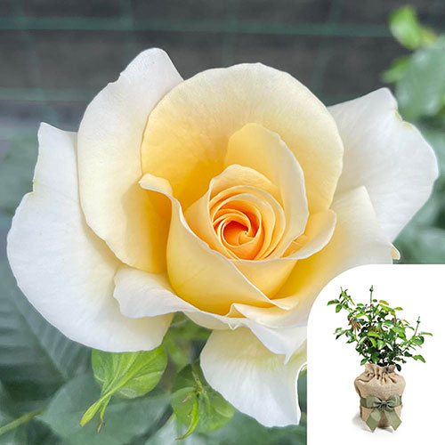 Gift Wrapped Harkness Rose At Peace �