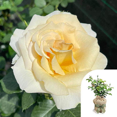 Gift Wrapped Harkness Rose Best Teacher Ever Gift Wrapped Harkness Rose Best Teacher Ever