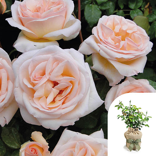 Gift Wrapped Harkness Rose Many Happy Returns �