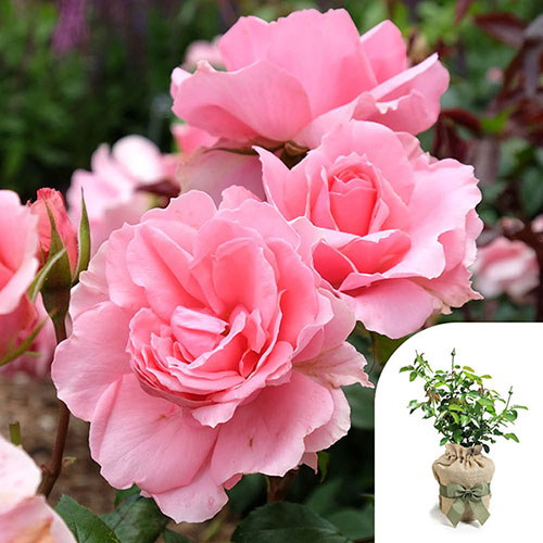 Gift Wrapped Rose Youre Beautiful