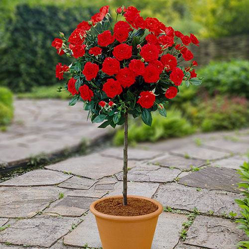 Gift Wrapped Patio Standard Red Rose