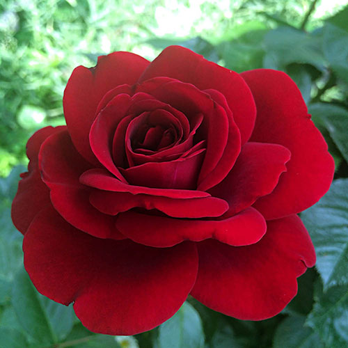 Gift Wrapped Patio Standard Red Rose