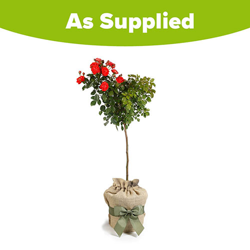 Gift Wrapped Patio Standard Red Rose