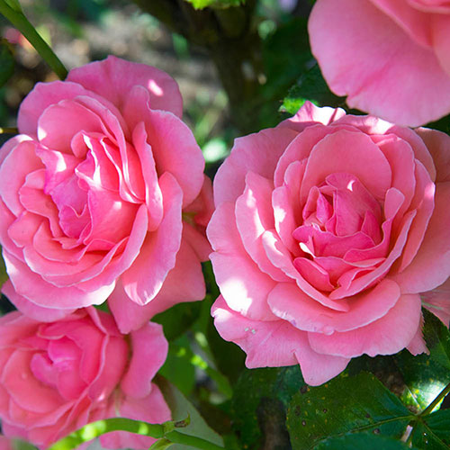 Gift Wrapped Patio Standard Pink Rose