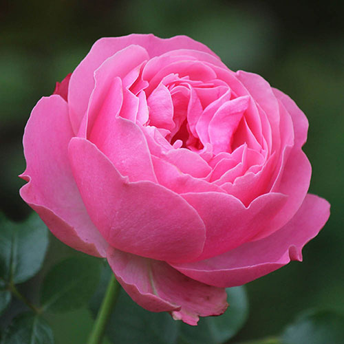 Gift Wrapped Patio Standard Pink Rose