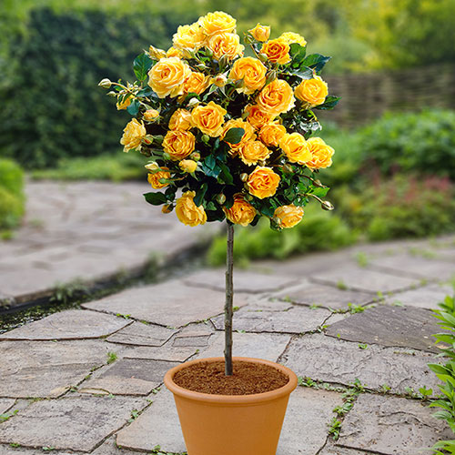 Gift Wrapped Patio Standard Yellow Rose