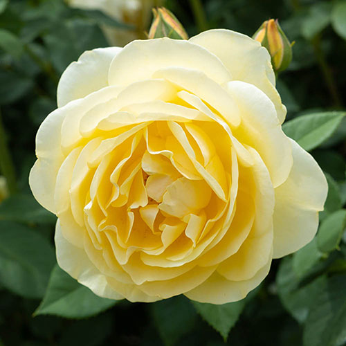 Gift Wrapped Patio Standard Yellow Rose