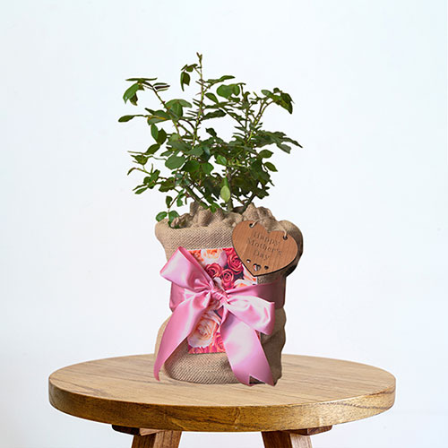 Mothers Day Gift Wrapped Rose - Mum You are One in a Million