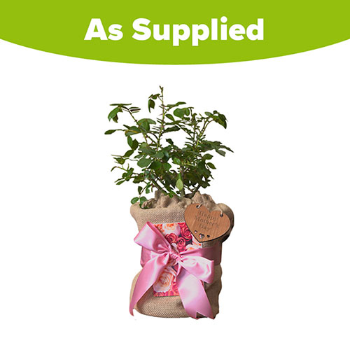 Mothers Day Gift Wrapped Rose - Mum You are One in a Million