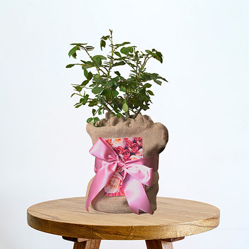 Mothers Day Gift Wrapped Rose - Special Mum