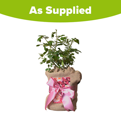 Mothers Day Gift Wrapped Rose - Special Mum