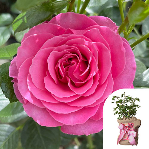 Mothers Day Gift Wrapped Rose - Mum You are One in a Million