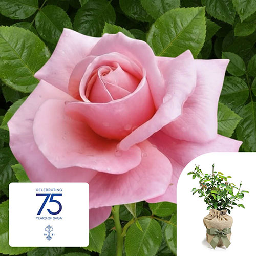 Gift Wrapped The Saga Rose