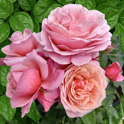 Gift Wrapped The Saga Rose