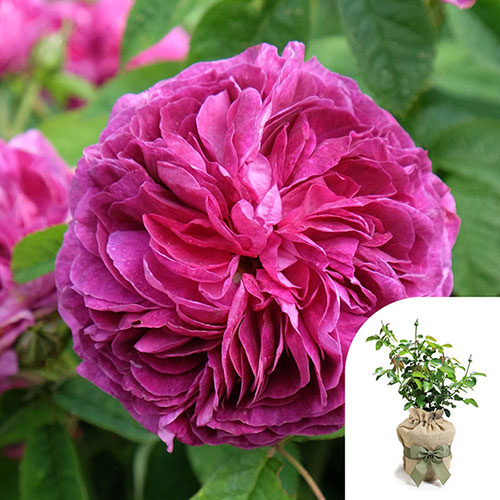 Gift Wrapped Rose Charles de Mills