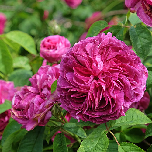 Gift Wrapped Rose Charles de Mills