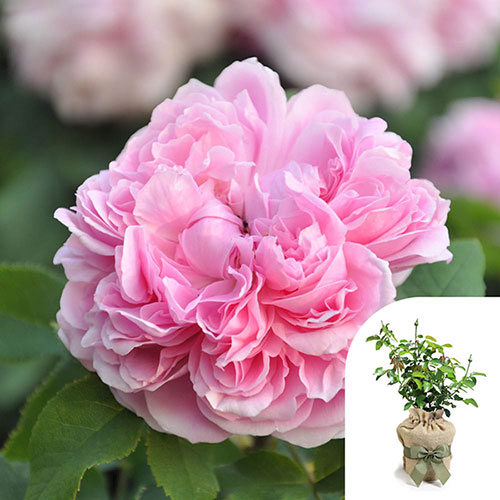 Gift Wrapped Rose Jacques Cartier Gift Wrapped Rose Jacques Cartier