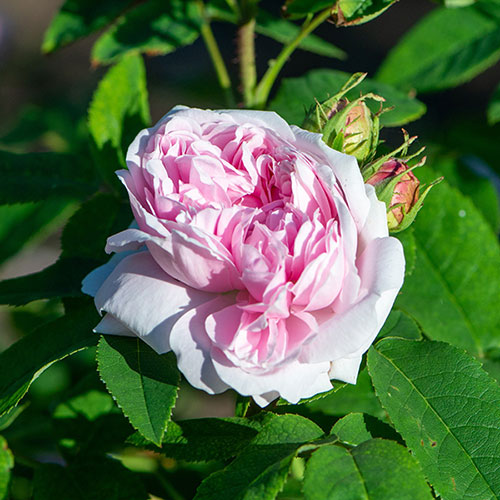 Gift Wrapped Rose Jacques Cartier Gift Wrapped Rose Jacques Cartier