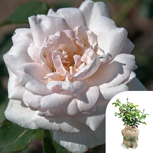 Gift Wrapped Rose Madame Alfred Carri�re