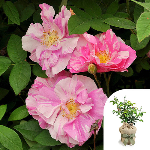 Gift Wrapped Rose Rosa Mundi Gift Wrapped Rose Rosa Mundi