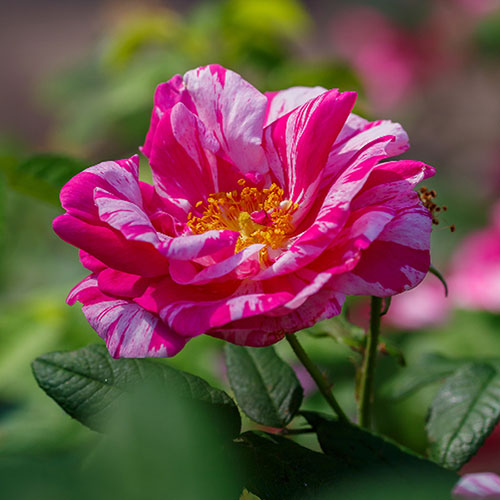 Gift Wrapped Rose Rosa Mundi Gift Wrapped Rose Rosa Mundi