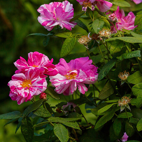 Gift Wrapped Rose Rosa Mundi Gift Wrapped Rose Rosa Mundi