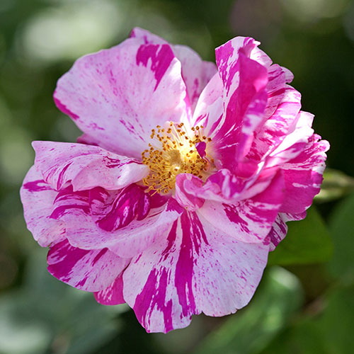 Gift Wrapped Rose Rosa Mundi Gift Wrapped Rose Rosa Mundi