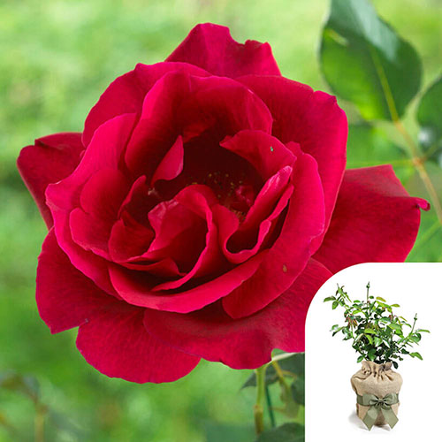 Gift Wrapped Rose Guin�e