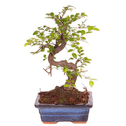 S Shaped Bonsai Tree With Ceramic Pot