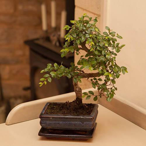 S Shaped Bonsai Tree With Ceramic Pot | YouGarden