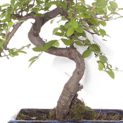 Chinese Elm S Shaped Bonsai tree