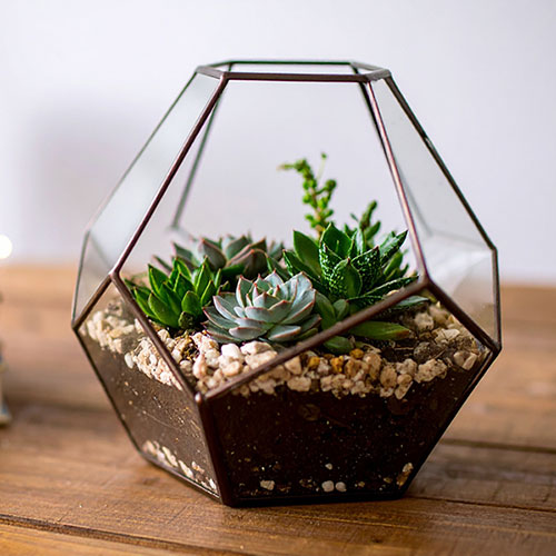 Succulent Lucky Dip Mix