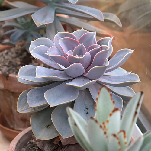 Succulent Lucky Dip Mix