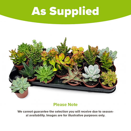 Succulent Lucky Dip Mix