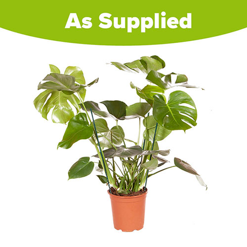 Swiss Cheese Plant Monstera