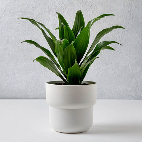 Dracaena fragrans Compacta Dracaena fragrans Compacta